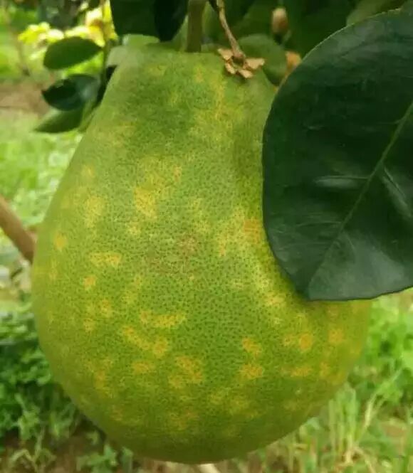 脂点黄斑病柚类发病最重