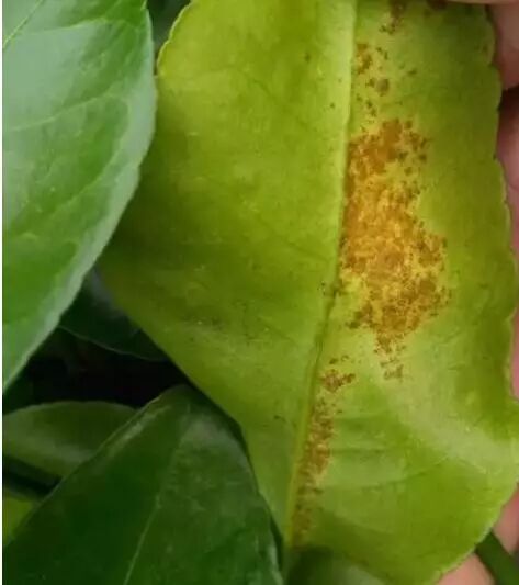 病斑集中在叶片一侧