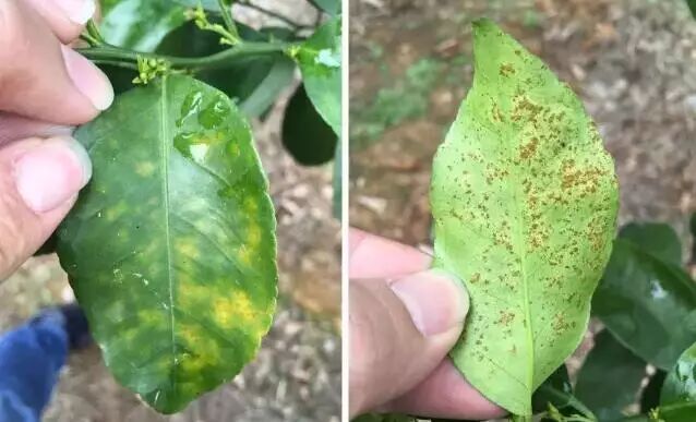 受害叶片的正面和背面