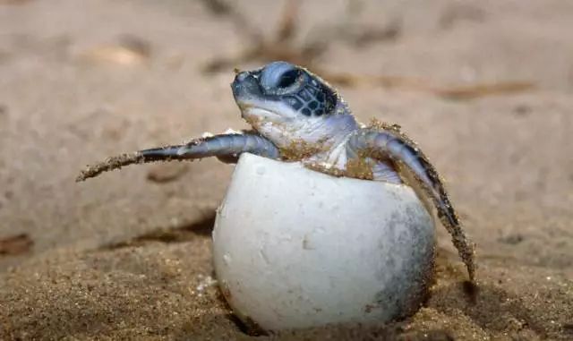 亲子线 | 全世界唯一能四季看海龟生蛋的岛屿,有大海