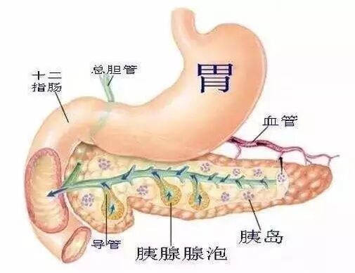 肽-让您吃嘛嘛香，身体倍儿棒！