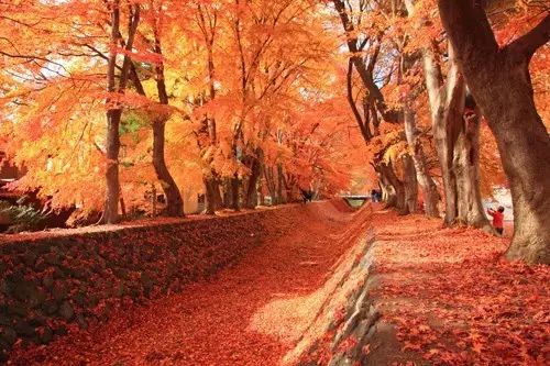 日本红叶 可边赏红叶边赏富士山的 富士河口湖红叶祭 就要来啦 自由微信 Freewechat