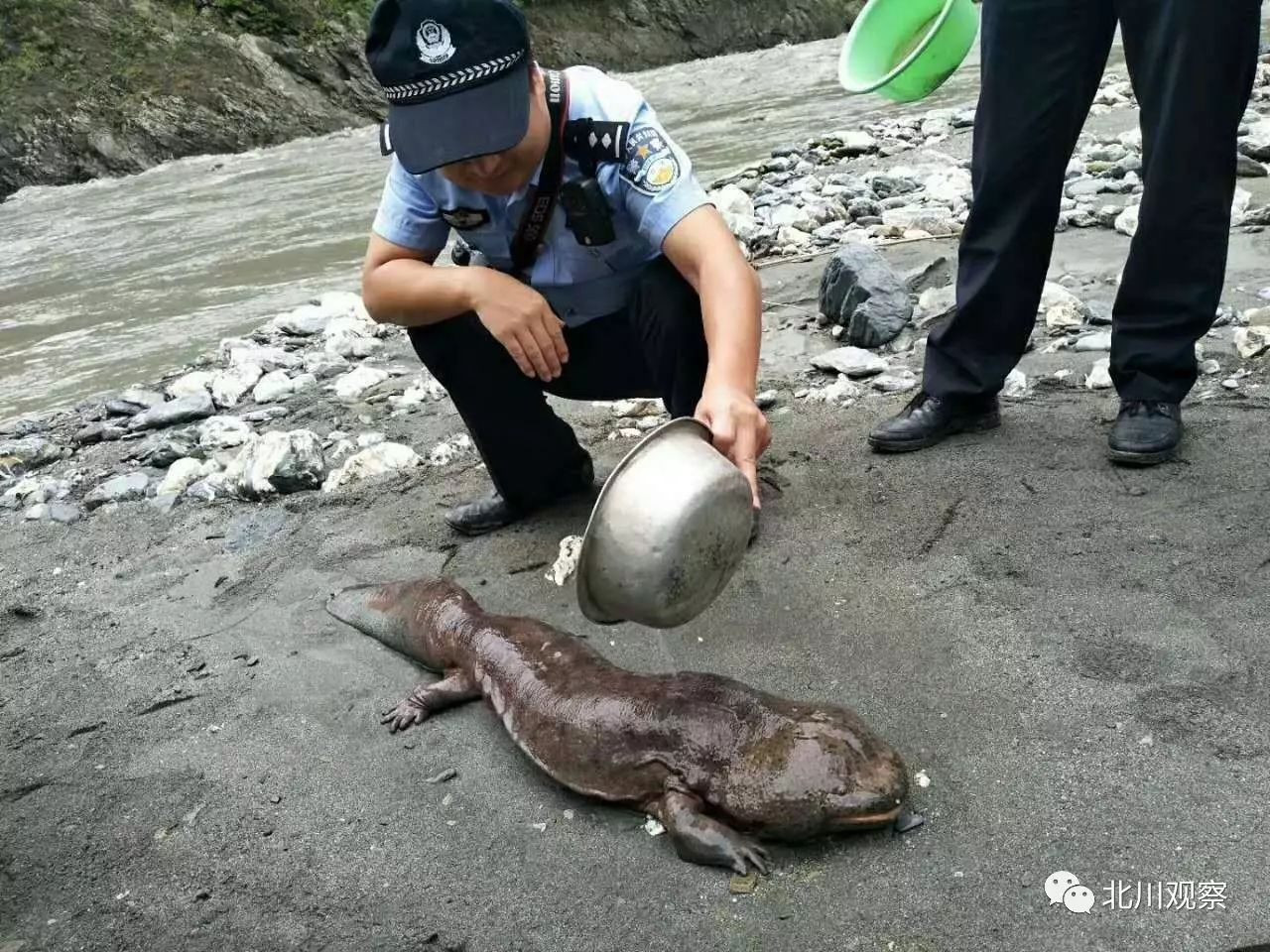 北川今天发现20斤重一个娃娃鱼