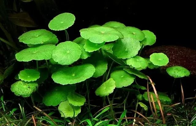 這幾種植物根本不用養，往土里扔一片葉子，就能長出一個花園！ 生活 第7張