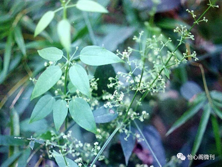 34,茜草(茹藘)这首诗写的是一位女子在与情人欢会时,怀着无限惊喜的