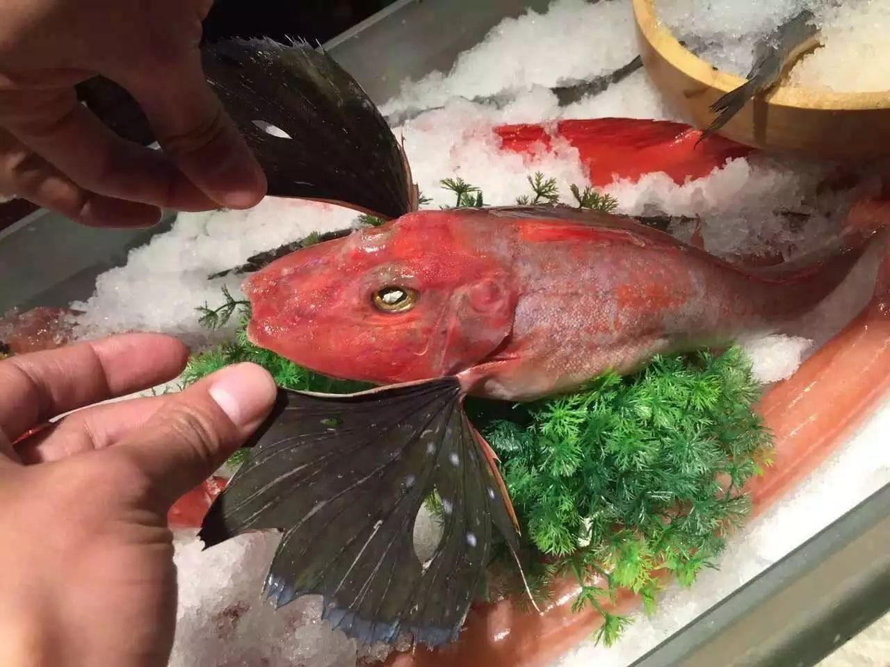 一丝丝甘甜 系我系海钓系列里面个人最喜欢的肉感 深海红武士(仿佛鱼)