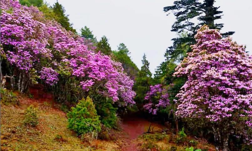兰坪坐拥"三江并流"世界自然遗产核心区的云岭,老窝山,老君山三大