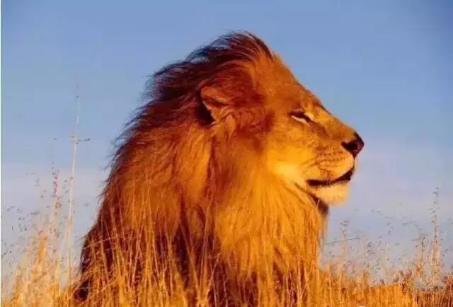 【人生】若是狮子,何须炫耀!
