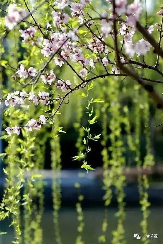 【一梦芳菲】微凉