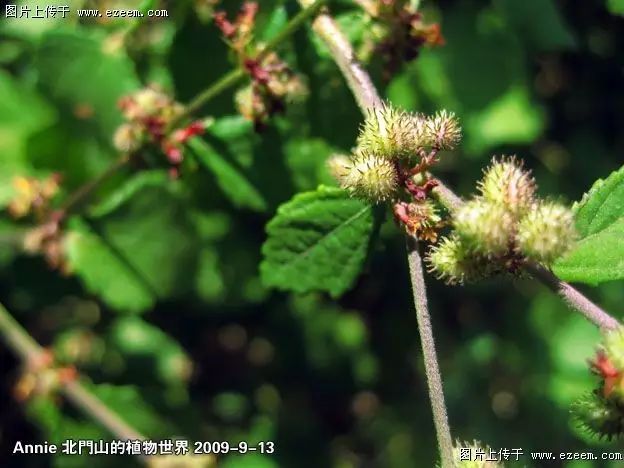 每日一学草药13:苍耳子(虱母头,狗脚迹)