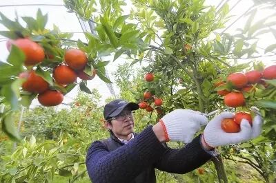 果农必看：水果种植业的五大风险，个个致命！