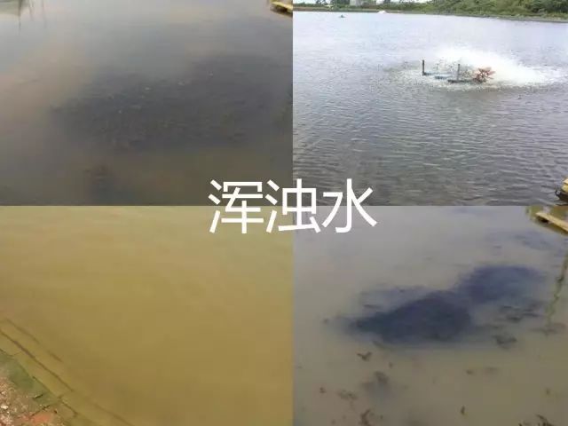 原来浑浊水还有这样的区分!不妥善处理会给池塘埋下一颗"定时炸弹"