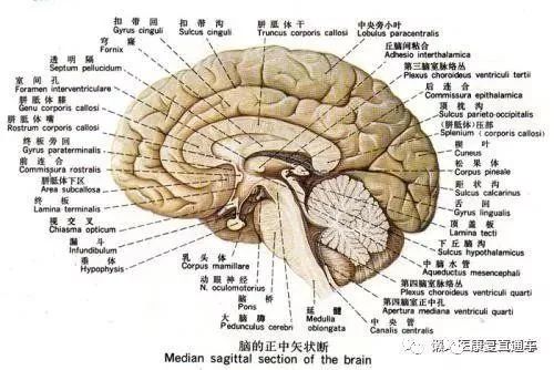 脑干连脑神经根歌诀