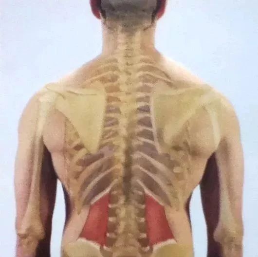 腰方肌——腰部酸痛的主要元凶