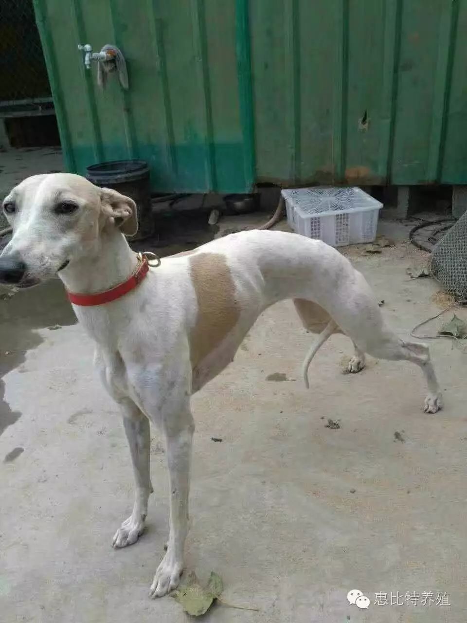 哪里有成年惠比特马犬交流群