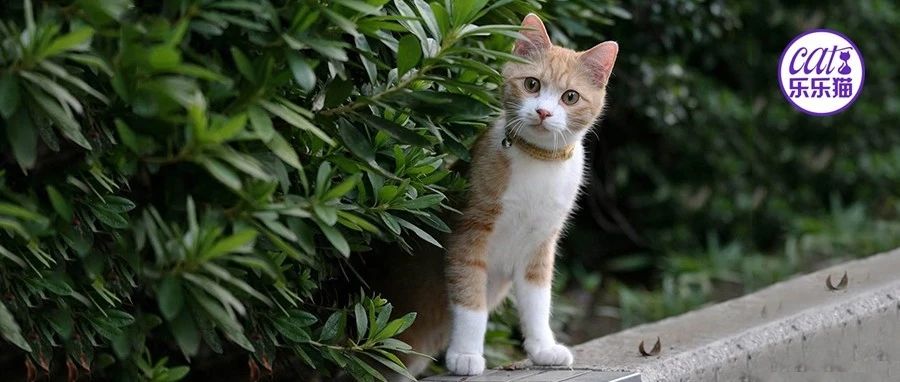 猫咪长的再丑都是可爱的 乐乐猫来了 微信公众号文章阅读 Wemp