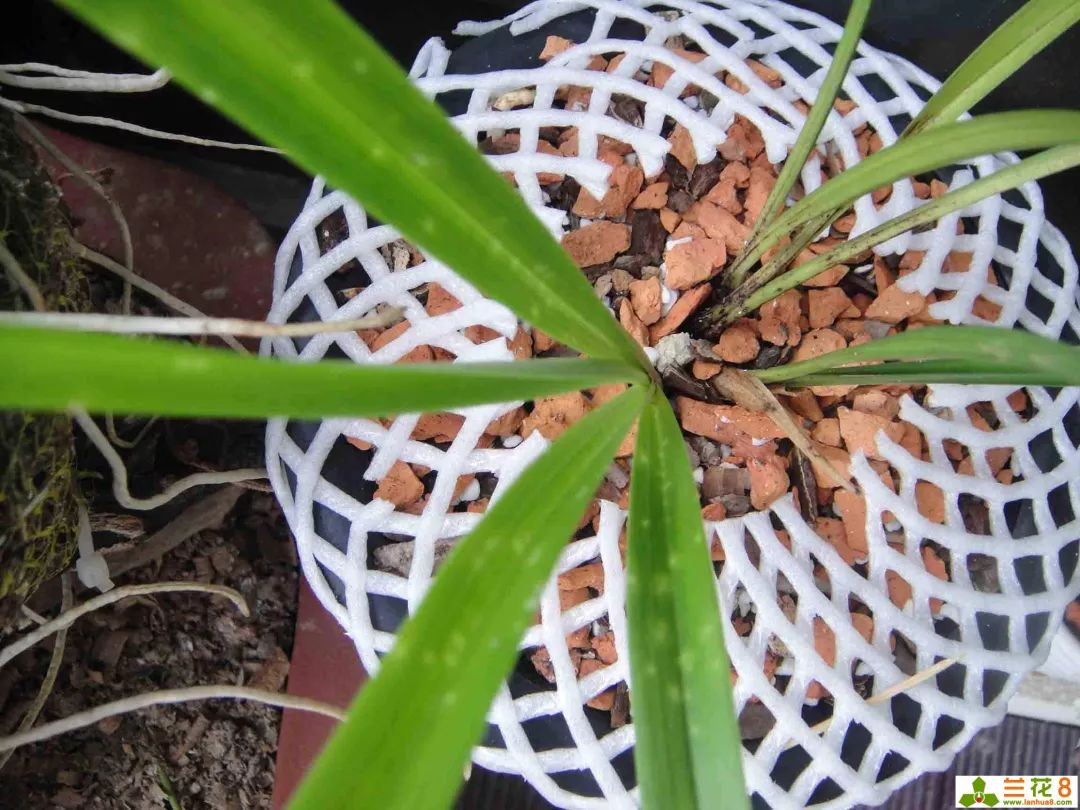 兰花病害种类与防治药物
