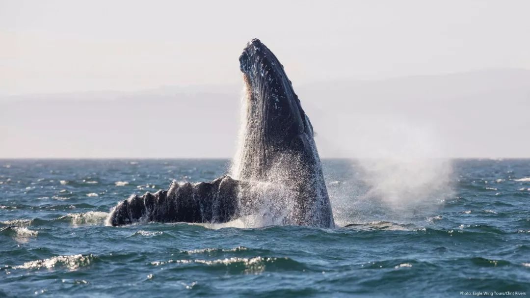 又称作逆戟鲸或者杀手鲸),座头鲸(humpback whale),灰鲸(grey whale)