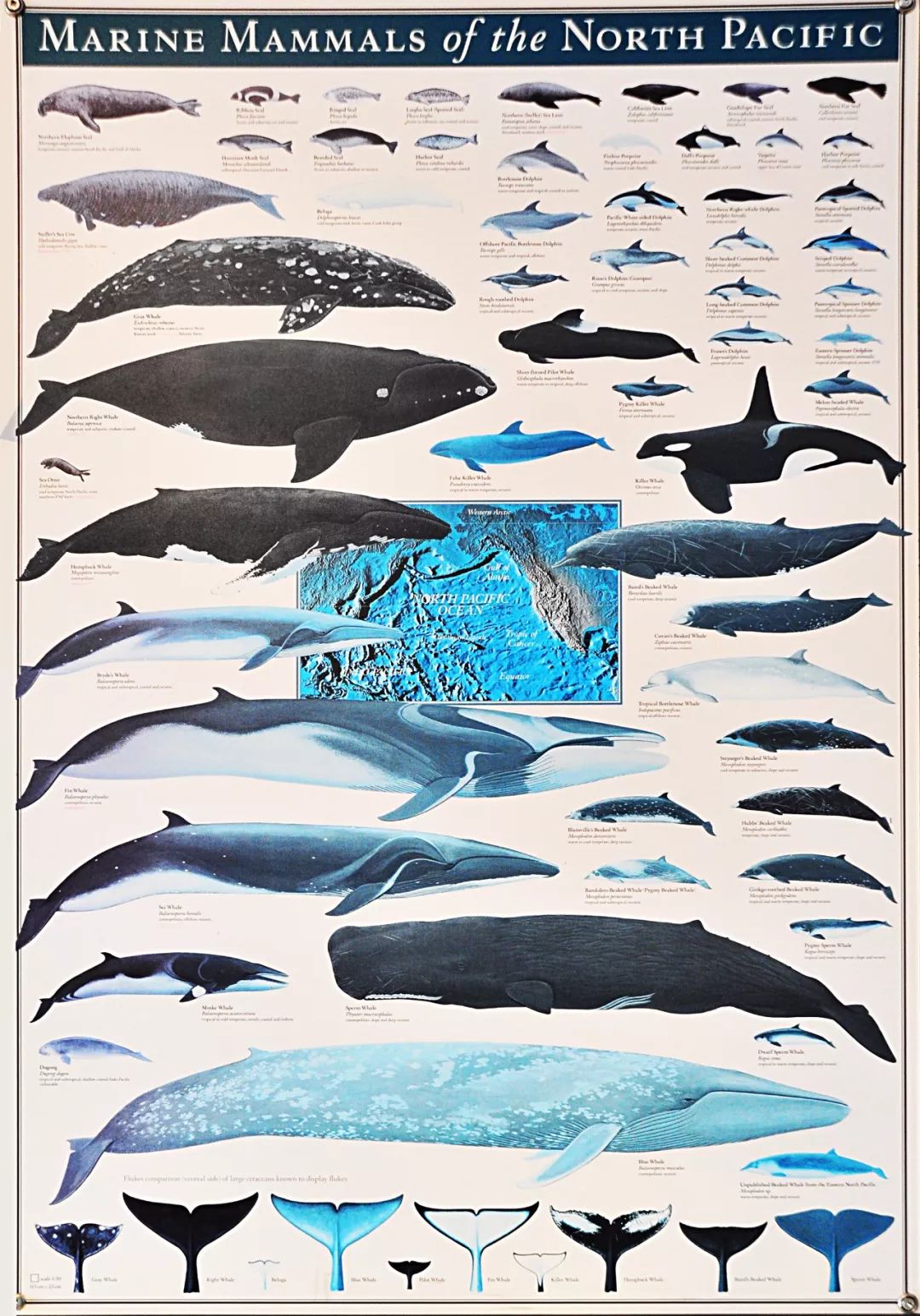 当你在维多利亚鲸鱼公司的大厅里,看到这张"北太平洋海洋哺乳动物图鉴