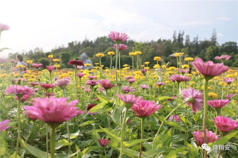 翔安香山花海全面盛开~~只等你来!