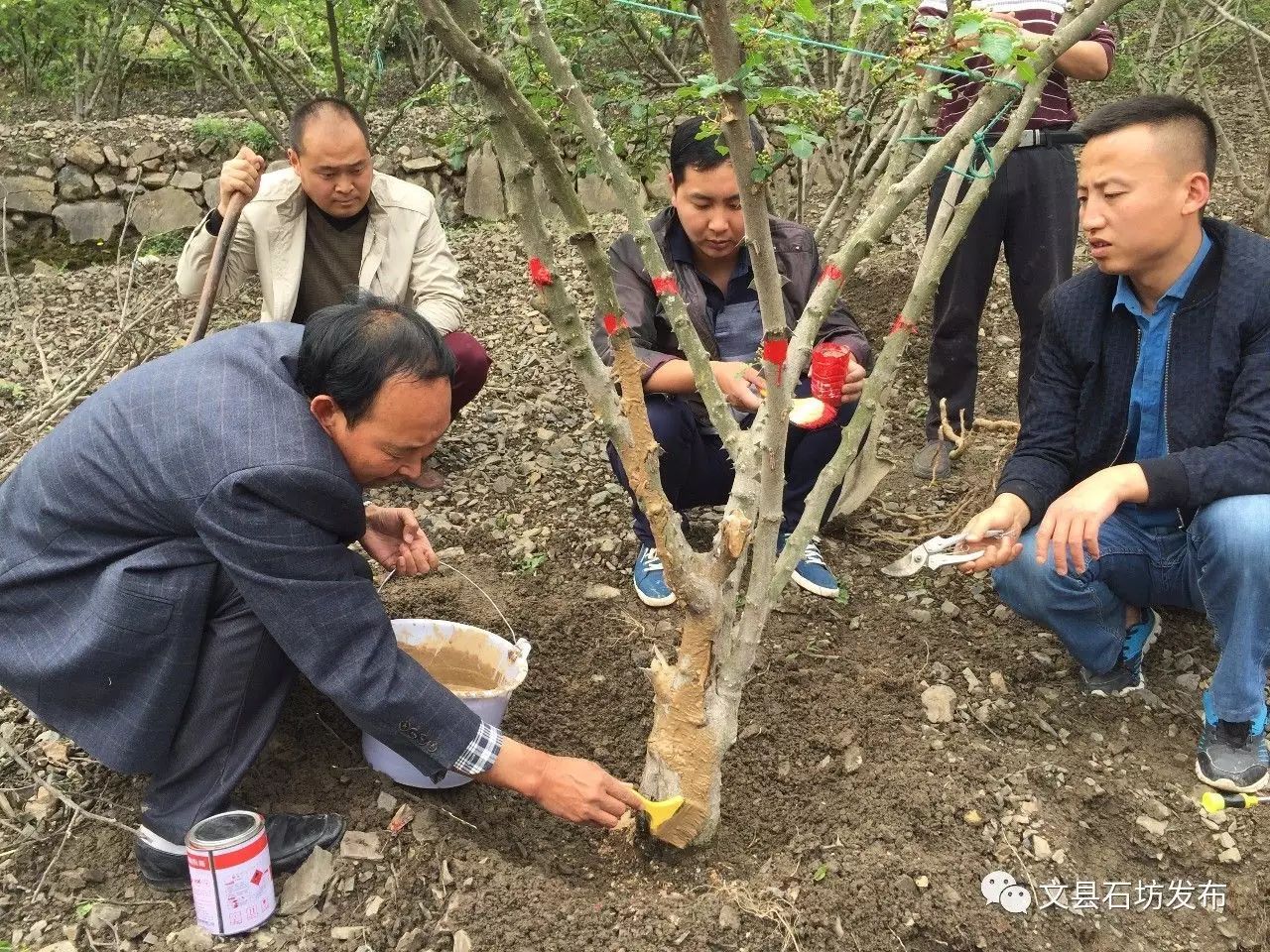 技术指导人员主要从我县花椒常见病虫害及防治方法,当前花椒树管理