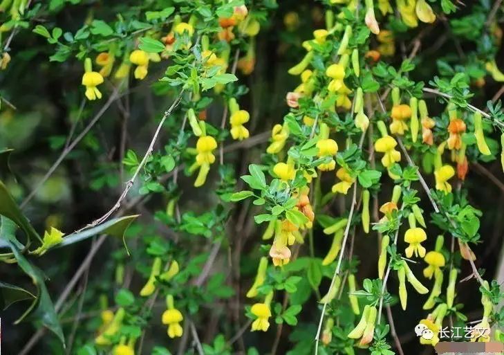 阳雀花开春满园