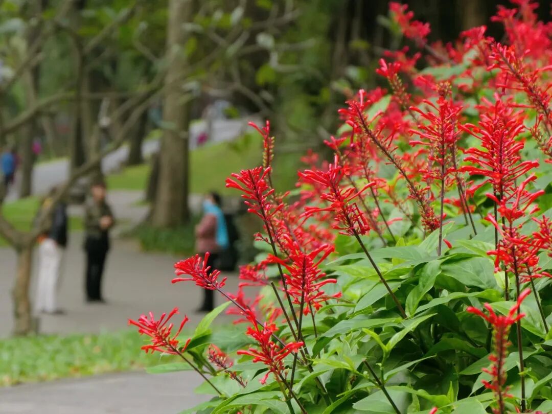 新葡京博彩官网公园红楼花