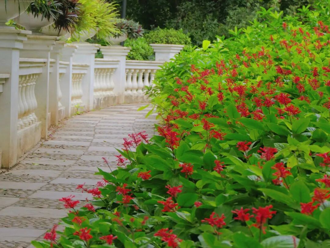 新葡京博彩官网公园红楼花