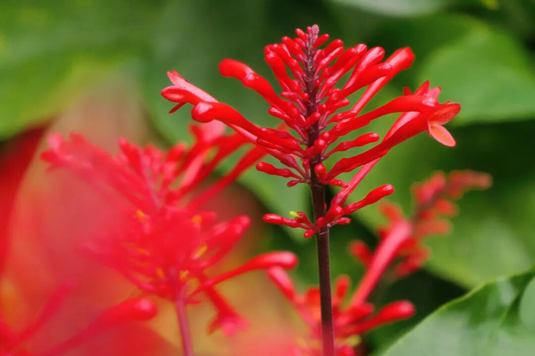 新葡京博彩官网公园红楼花