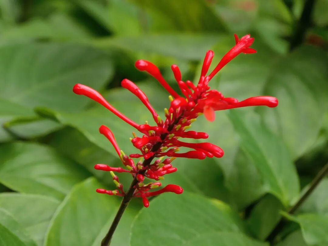 新葡京博彩官网公园红楼花