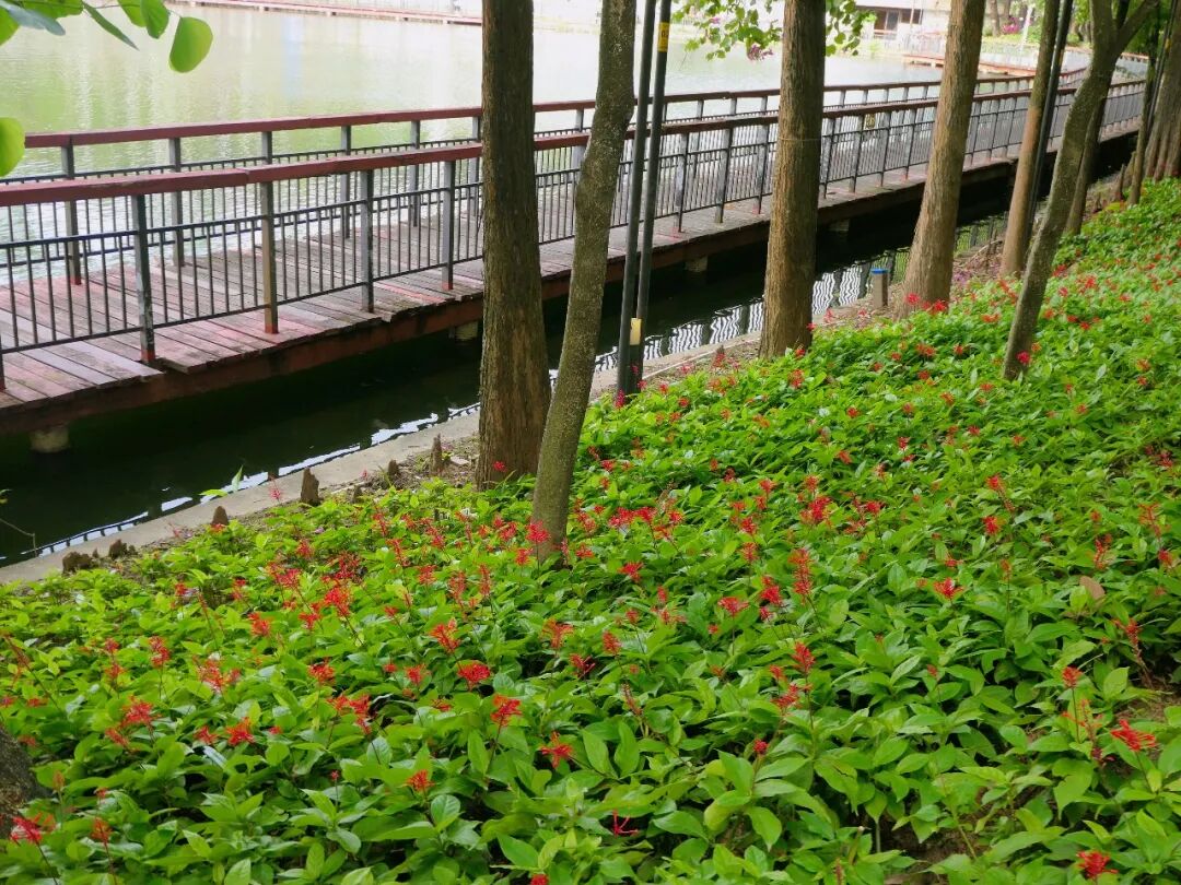 新葡京博彩官网公园红楼花