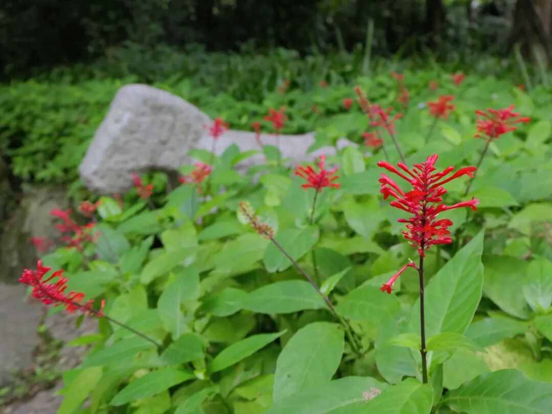 新葡京博彩官网公园红楼花