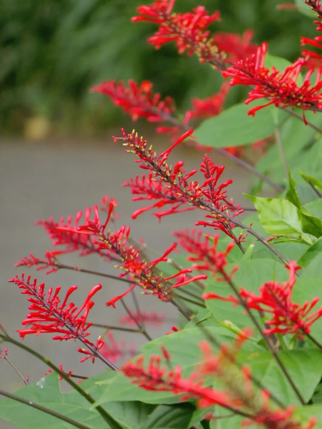 新葡京博彩官网公园红楼花
