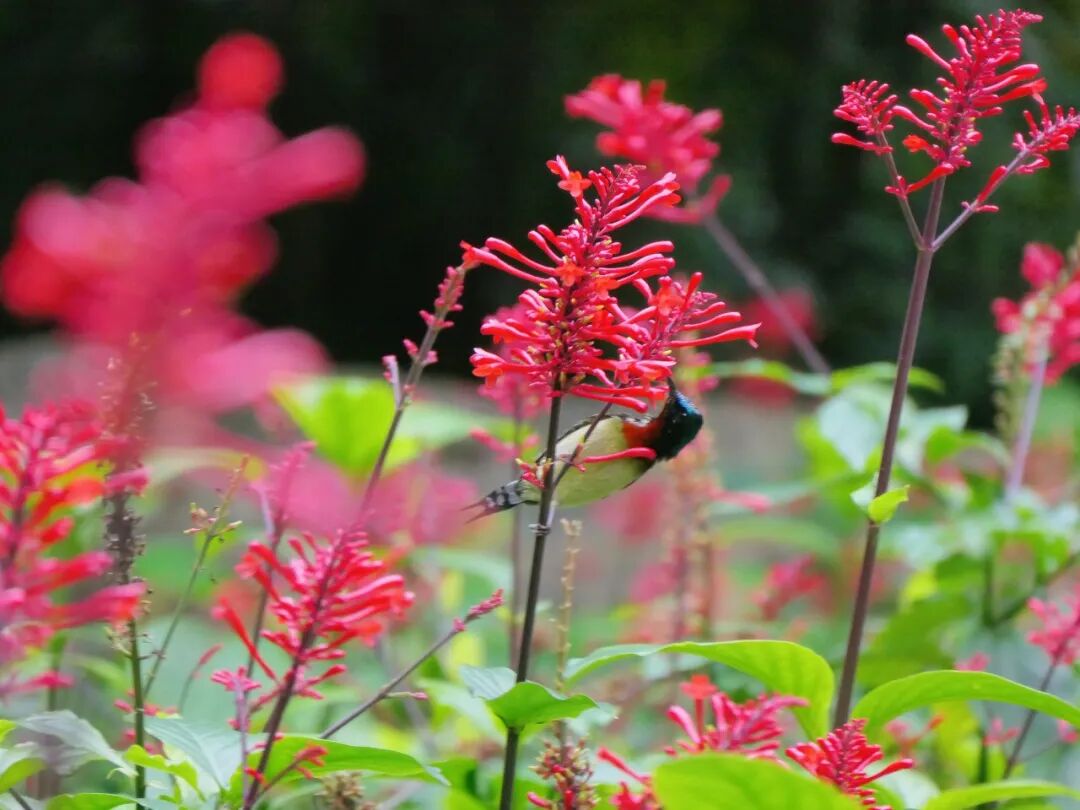 新葡京博彩官网公园红楼花