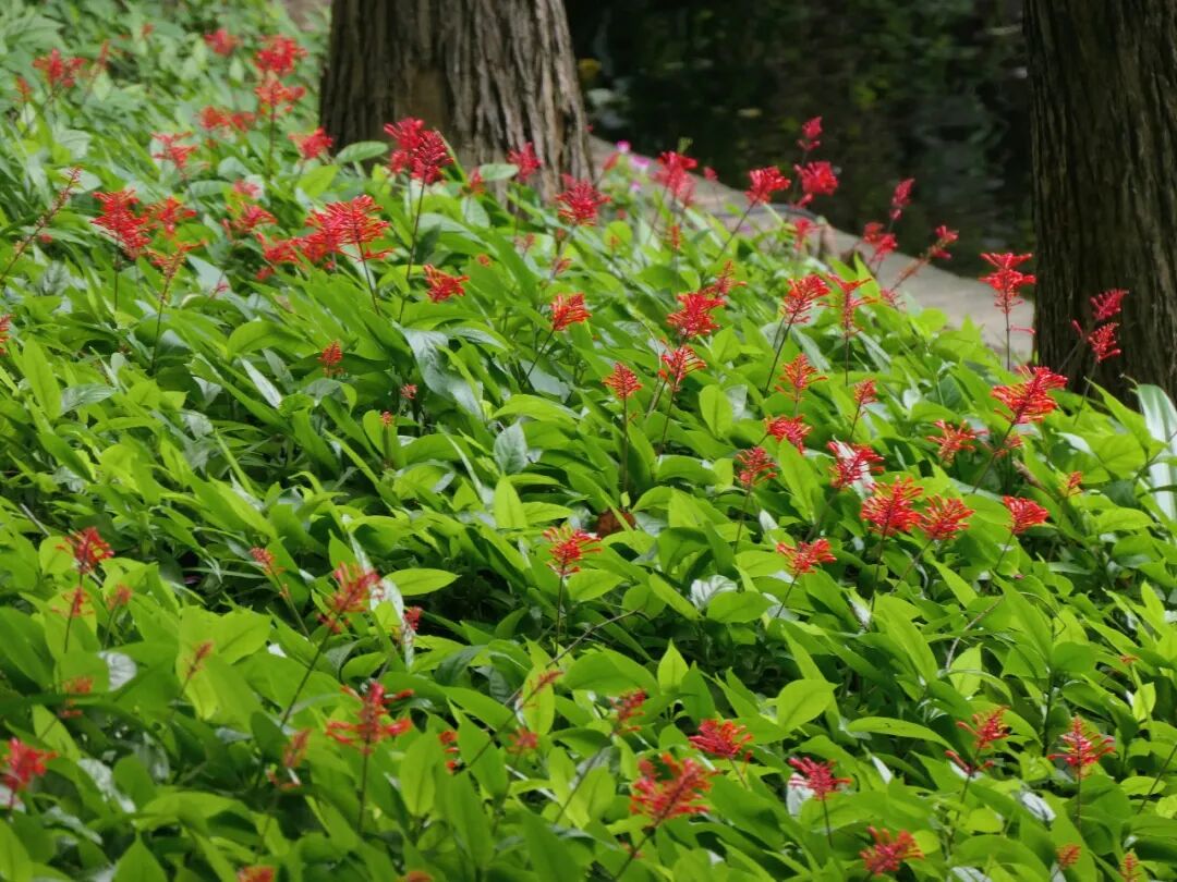 新葡京博彩官网公园红楼花