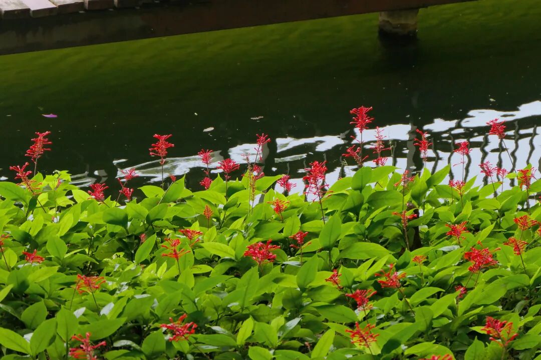 新葡京博彩官网公园红楼花