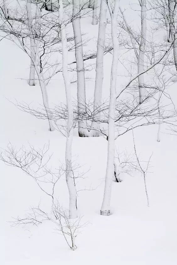 在这个不下雪的冬季,不敢称自己的城市为北方.