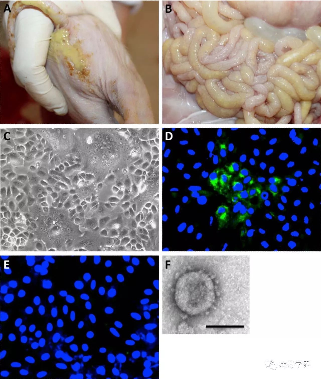 的仔猪腹泻病例中获得异常小肠样本,接种vero细胞后可发现明显的病变