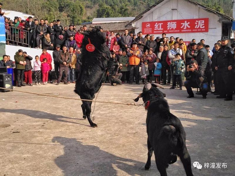 炙手可热的演武山羊节场面太热闹