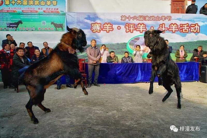 炙手可热的演武山羊节场面太热闹