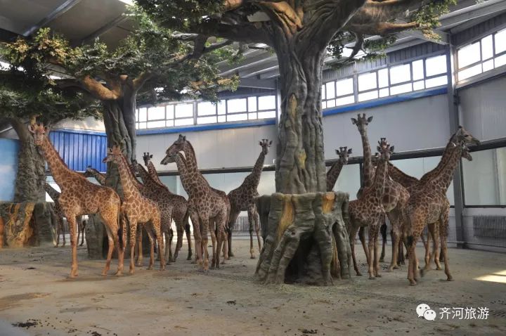 山东首个生态型野生动物园 建在齐河县 现在项目已经开工建设 现在