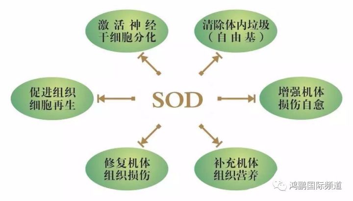 鸿鹂sod(超氧化物歧化酶)人类健康第一道防线