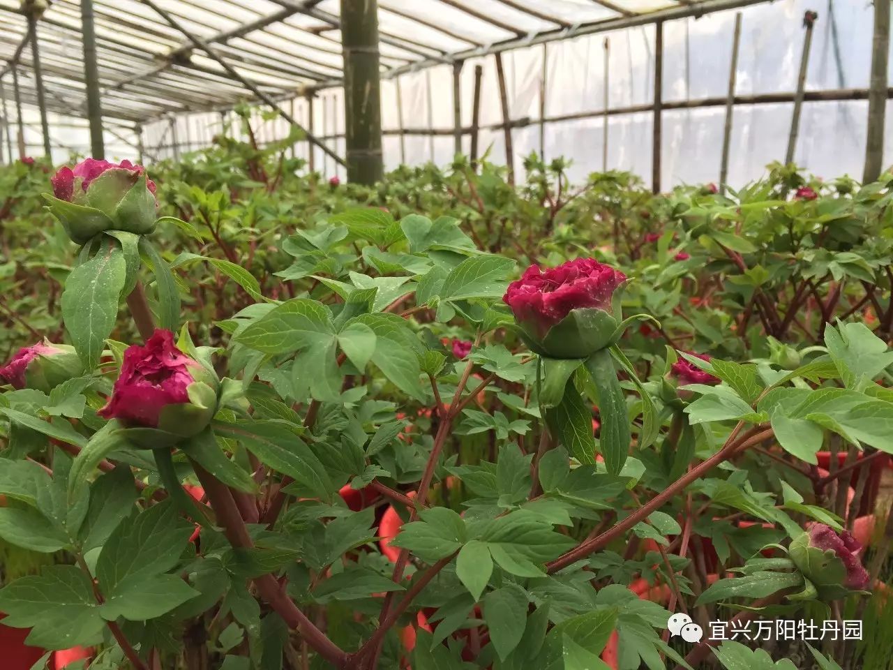 浅谈春节牡丹催花技术