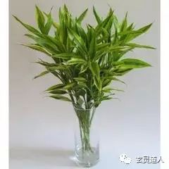 四季常青财运旺是什么生肖_四季常青财运旺开过什么数字_四季常青财运旺的动物