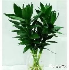 四季常青财运旺的动物_四季常青财运旺是什么生肖_四季常青财运旺开过什么数字
