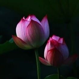 每天念三遍，全宇宙都会来帮助你实现愿望