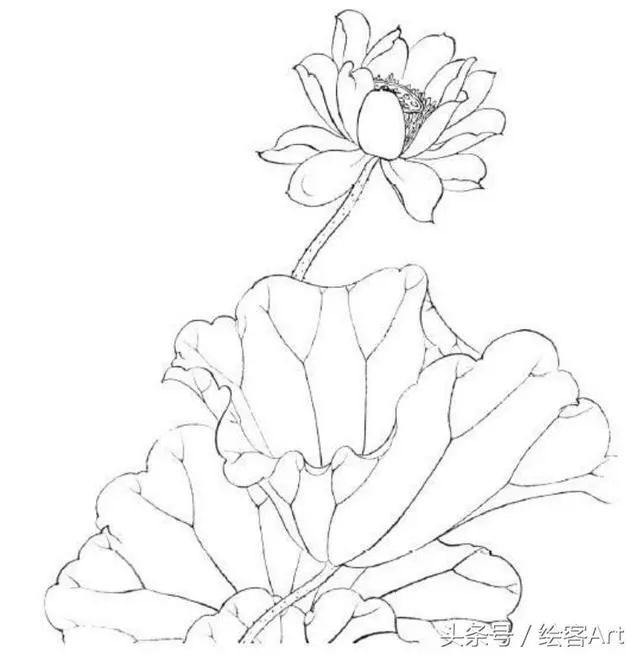 [绘画素材]国画白描:步生莲——绝美空灵的荷花绘制技法