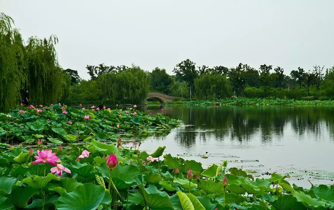 莲池湖公园夏季风景特别美.