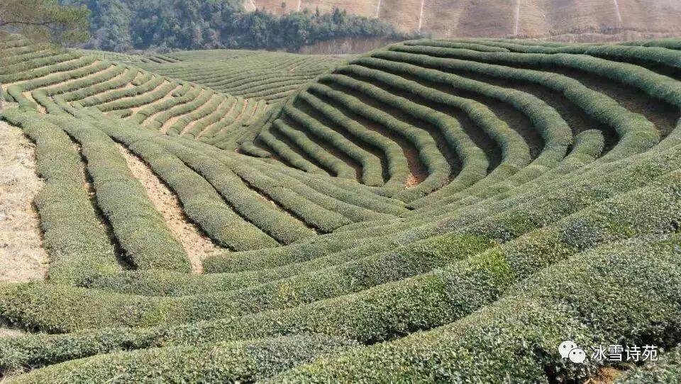 【峡谷春】峡谷春风绿万丛,凝光掩霭瑞千重