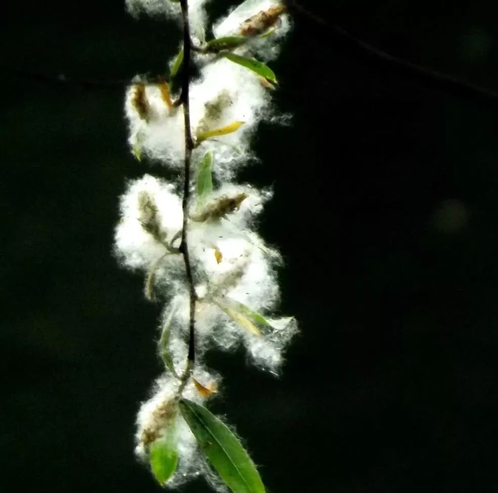 柳絮即柳树的种子,上面有白色绒毛,随风飞散如飘絮,所以称柳絮.
